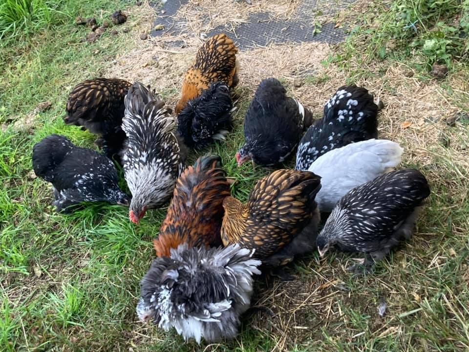 News - Growers are growing...